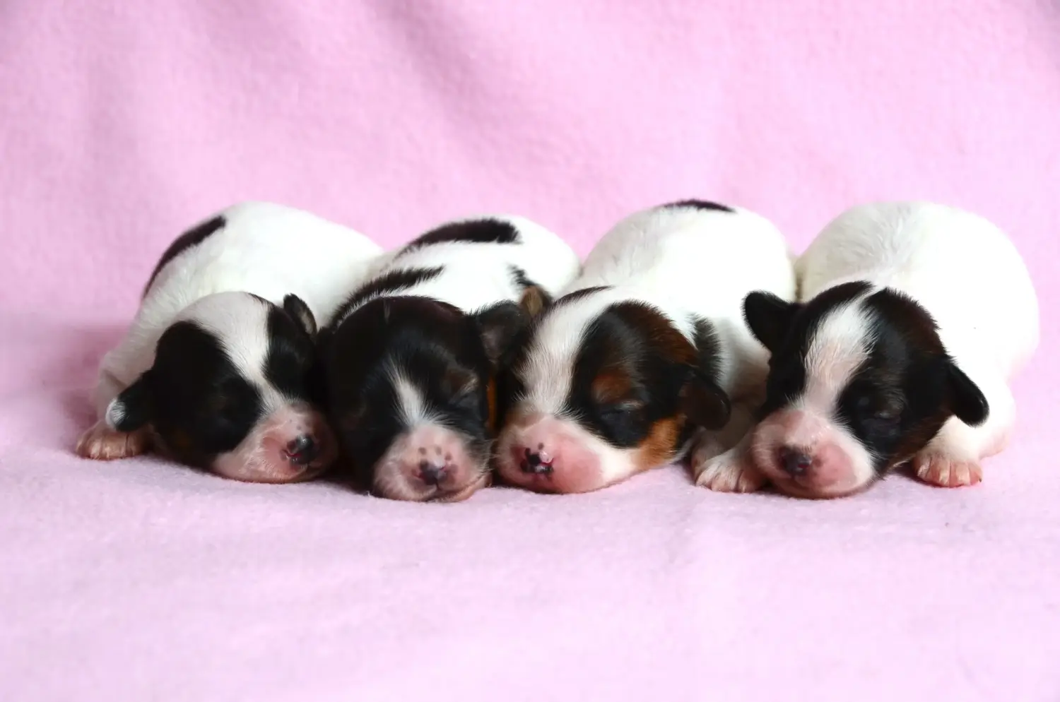 Comprar um cachorro Spaniel Miniatura Continental significa assumir a responsabilidade! Comprar cachorros Spaniel Miniatura Continental.