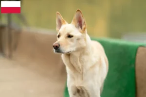 Read more about the article Coreia Jindo Criadores de cães e cachorros na Polónia