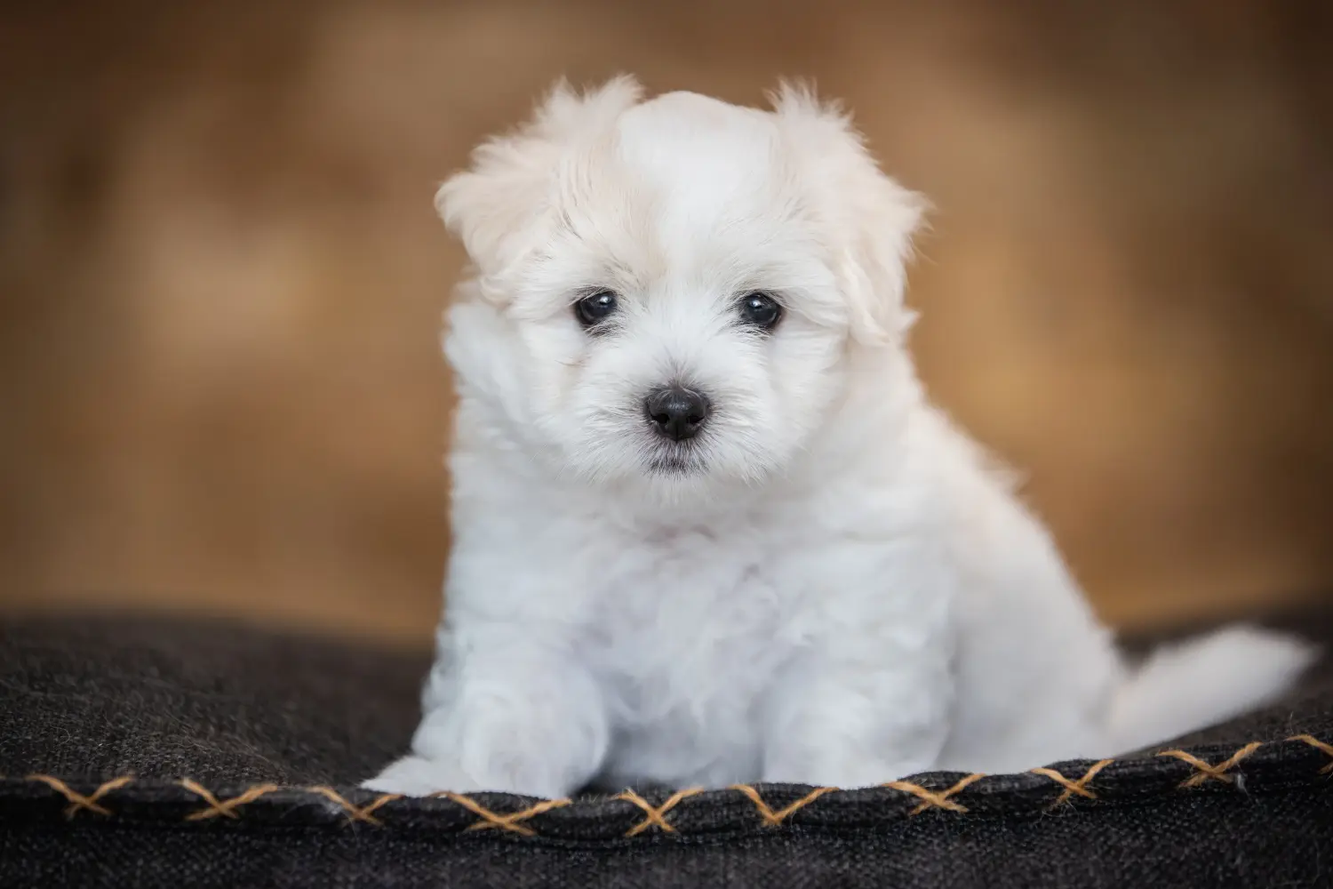 Comprar um cachorro Coton de Tuléar significa assumir a responsabilidade! Comprar cachorros Coton de Tuléar.