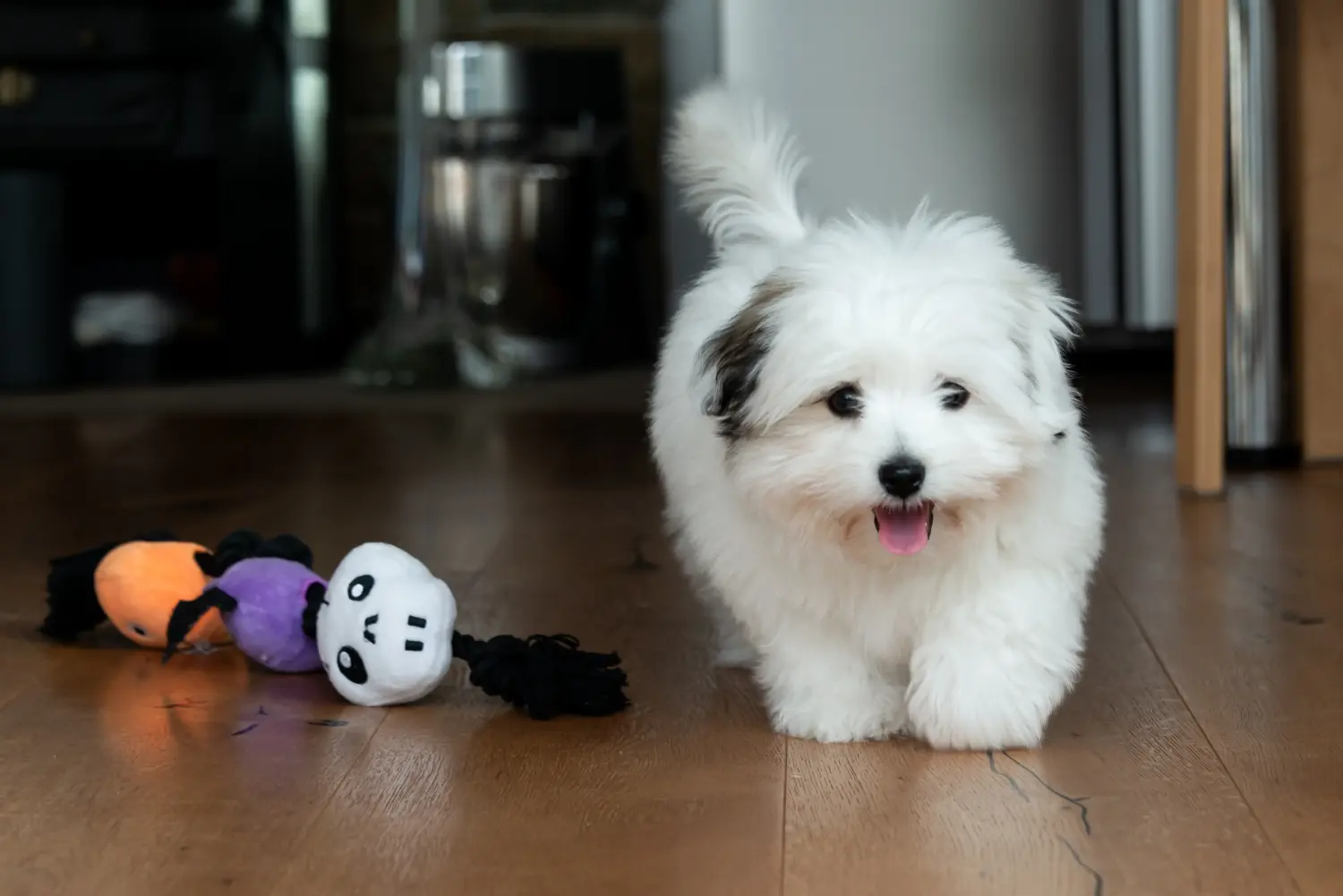 Comprar um cachorro Coton de Tuléar significa assumir a responsabilidade! Comprar cachorros Coton de Tuléar.