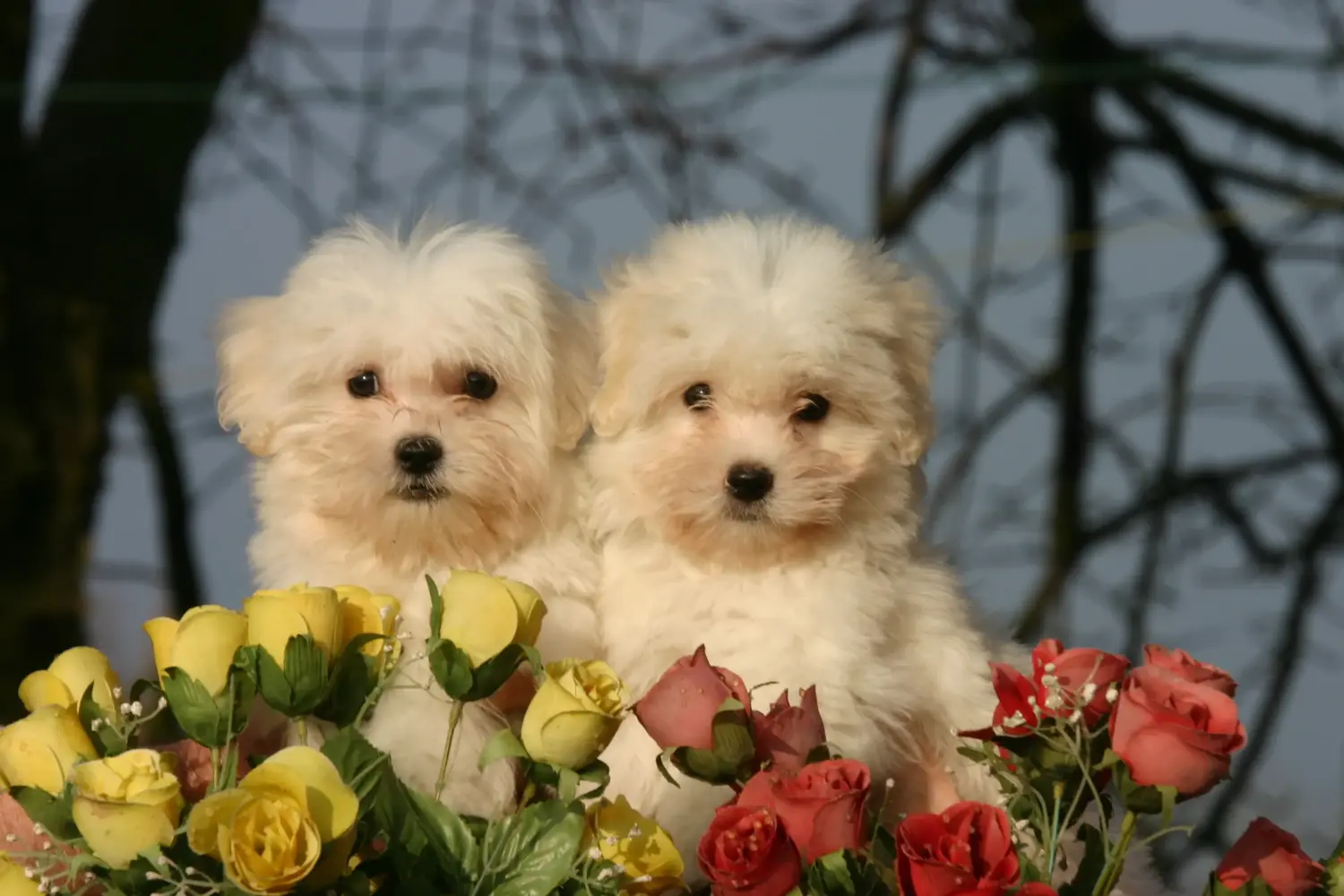 Comprar um cachorro Coton de Tuléar significa assumir a responsabilidade! Comprar cachorros Coton de Tuléar.