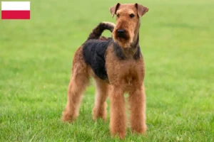 Read more about the article Criadores de Airedale Terrier e cachorros na Polónia