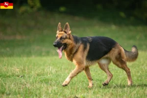 Read more about the article Criadores de cães de pastor e cachorros na Baixa Saxónia