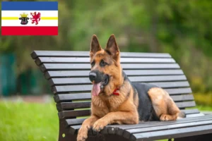 Read more about the article Criadores de cães de pastor e cachorros em Mecklenburg-Vorpommern