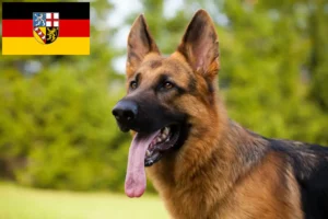 Read more about the article Criadores de cães de pastor e cachorros em Sarre
