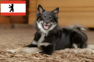 Read more about the article Criadores de cães islandeses e cachorros em Berlim