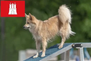 Read more about the article Criadores de cães islandeses e cachorros em Hamburgo