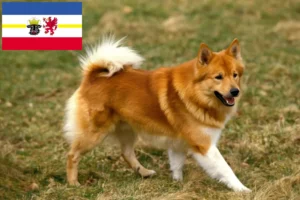 Read more about the article Criadores de cães islandeses e cachorros em Mecklenburg-Vorpommern