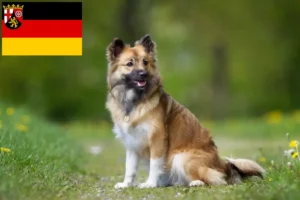 Read more about the article Criadores de cães islandeses e cachorros na Renânia-Palatinado