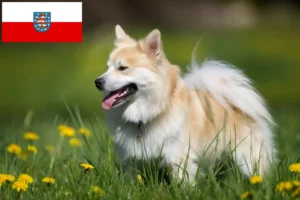 Read more about the article Criadores de cães islandeses e cachorros na Turíngia