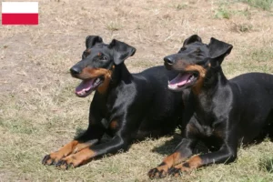 Read more about the article Criadores de Manchester Terrier e cachorros na Polónia