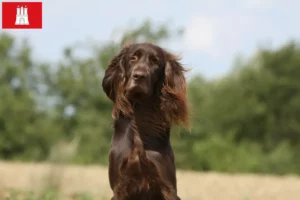 Read more about the article Criadores de pelo comprido alemão e cachorros em Hamburgo