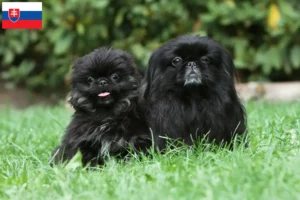 Read more about the article Criadores de pequinês e cachorros na Eslováquia