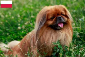 Read more about the article Criadores de pequinês e cachorros na Polónia