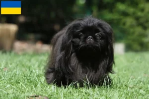 Read more about the article Criadores de pequinês e cachorros na Ucrânia