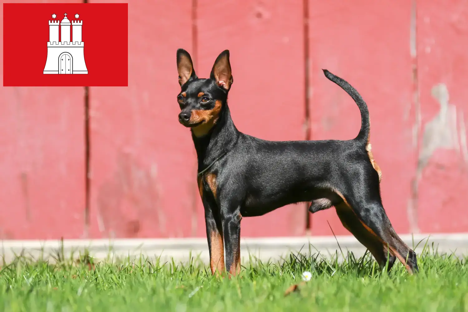 Pinscher anão cachorros e criador Hamburgo Aqui pode encontrar criadores de Pinscher Miniatura em Hamburgo.