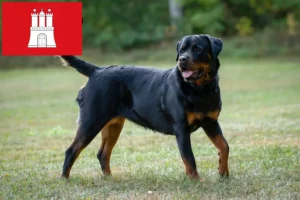 Read more about the article Criadores de Rottweiler e cachorros em Hamburgo