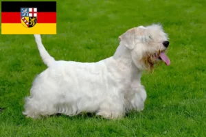 Read more about the article Criadores de Sealyham Terrier e cachorros em Saarland