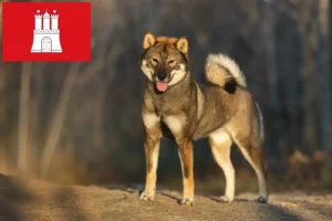 Read more about the article Criadores de Shikoku e cachorros em Hamburgo