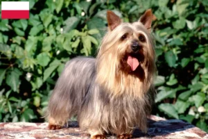 Read more about the article Criadores de Silky Terrier Australiano e cachorros na Polónia