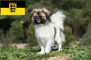 Read more about the article Criadores de Tibetan Spaniel e cachorros em Baden-Württemberg