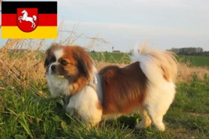 Read more about the article Criadores de Tibetan Spaniel e cachorros na Baixa Saxónia