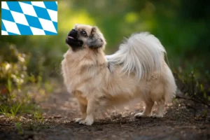 Read more about the article Criadores de Spaniel tibetano e cachorros na Baviera