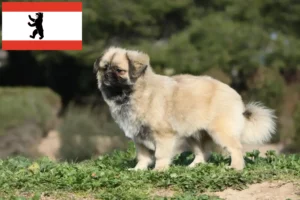 Read more about the article Criador de Tibetan Spaniel e cachorros em Berlim