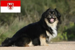 Read more about the article Criadores de Tibetan Spaniel e cachorros em Brandenburg