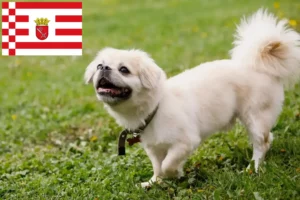 Read more about the article Criador de Tibetan Spaniel e cachorros em Bremen