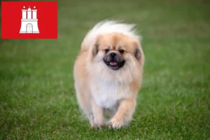 Read more about the article Criador de Tibetan Spaniel e cachorros em Hamburgo