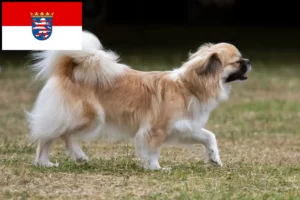 Read more about the article Criadores de Tibetan Spaniel e cachorros em Hessen