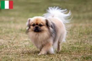Read more about the article Criadores de Tibetan Spaniel e cachorros em Itália