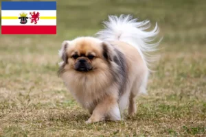 Read more about the article Criadores de Tibetan Spaniel e cachorros em Mecklenburg-Vorpommern