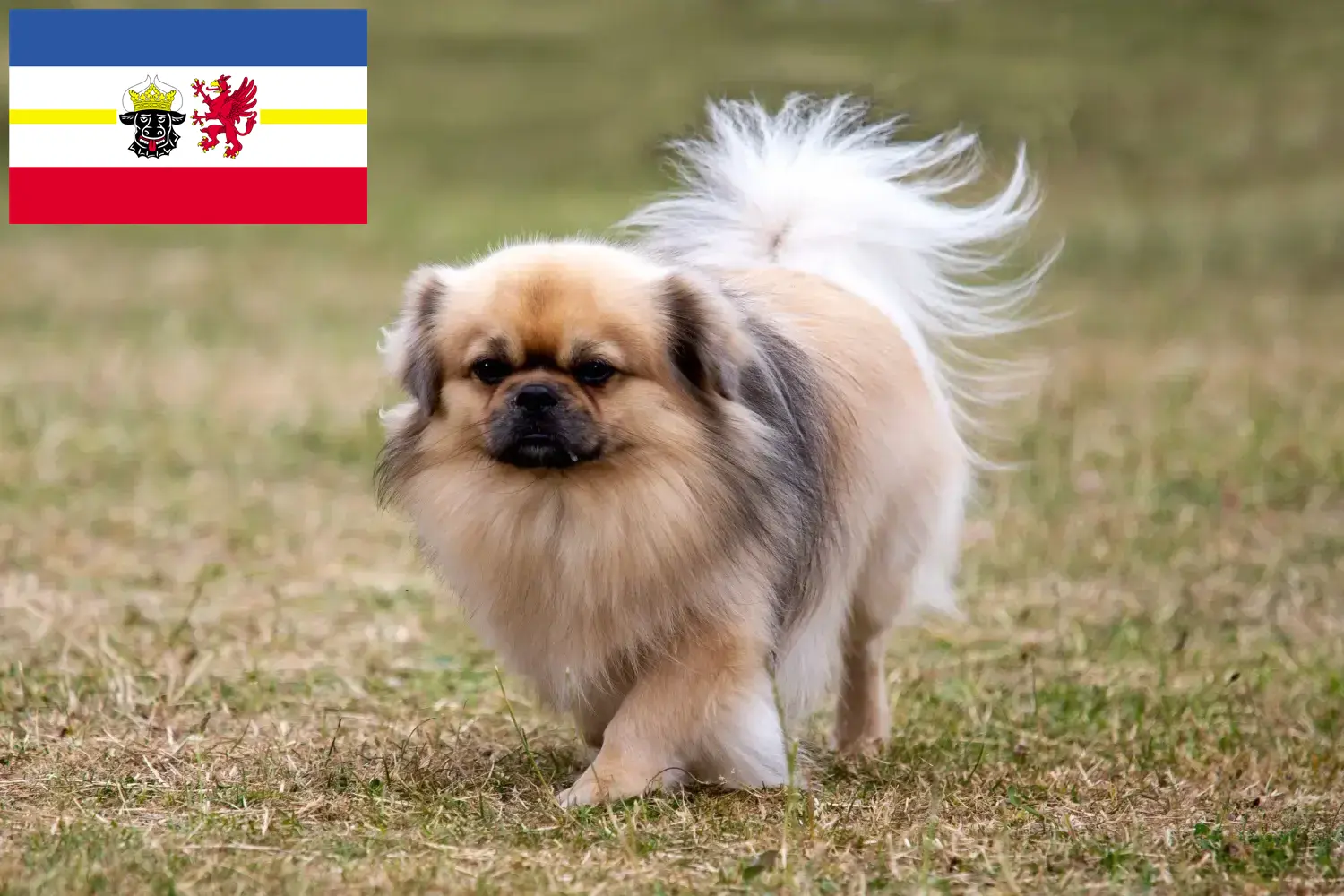 Read more about the article Criadores de Tibetan Spaniel e cachorros em Mecklenburg-Vorpommern