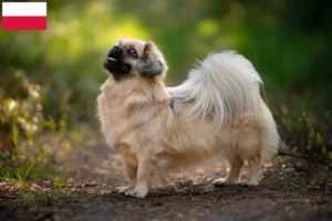Read more about the article Criadores de Tibetan Spaniel e cachorros na Polónia
