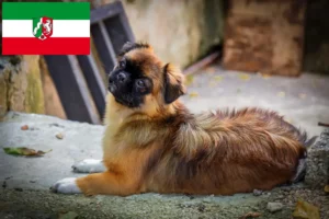 Read more about the article Criadores de Tibetan Spaniel e cachorros em Renânia do Norte-Vestefália