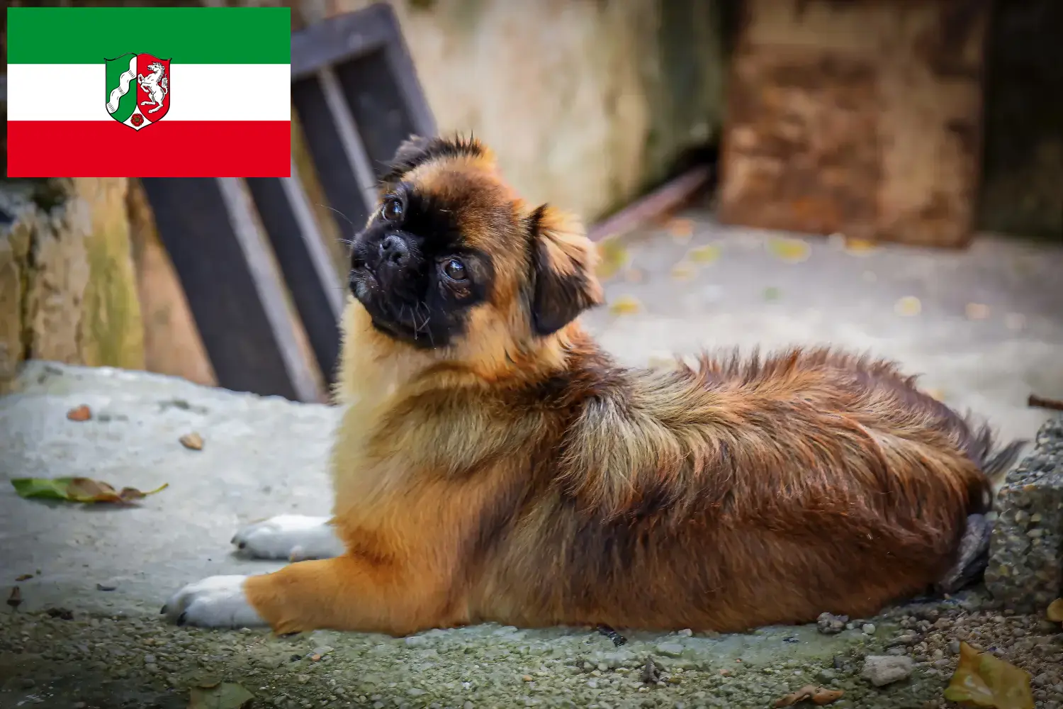 Cachorros e criadores de Spaniel tibetano Renânia do Norte-Vestefália Aqui pode encontrar criadores de Spaniels Tibetanos na Renânia do Norte-Vestefália.