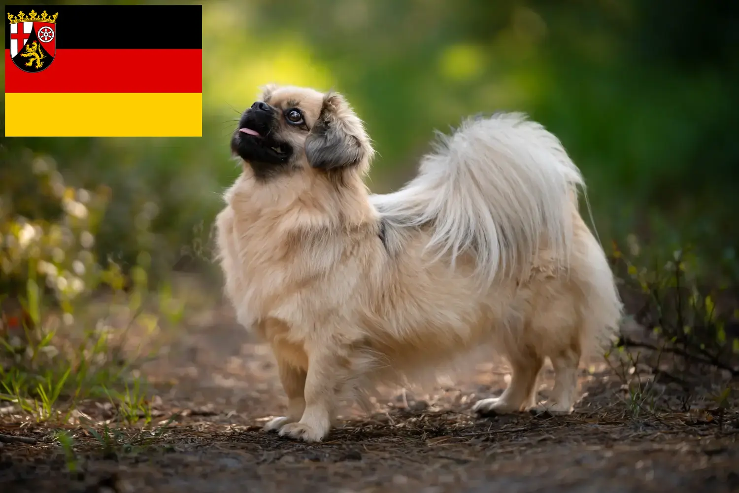 Cachorros Spaniel tibetano e criadores Renânia-Palatinado Aqui pode encontrar criadores de tibetanos-espanhóis em Renânia-Palatinado.