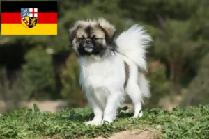 Read more about the article Criadores de Tibetan Spaniel e cachorros em Sarre