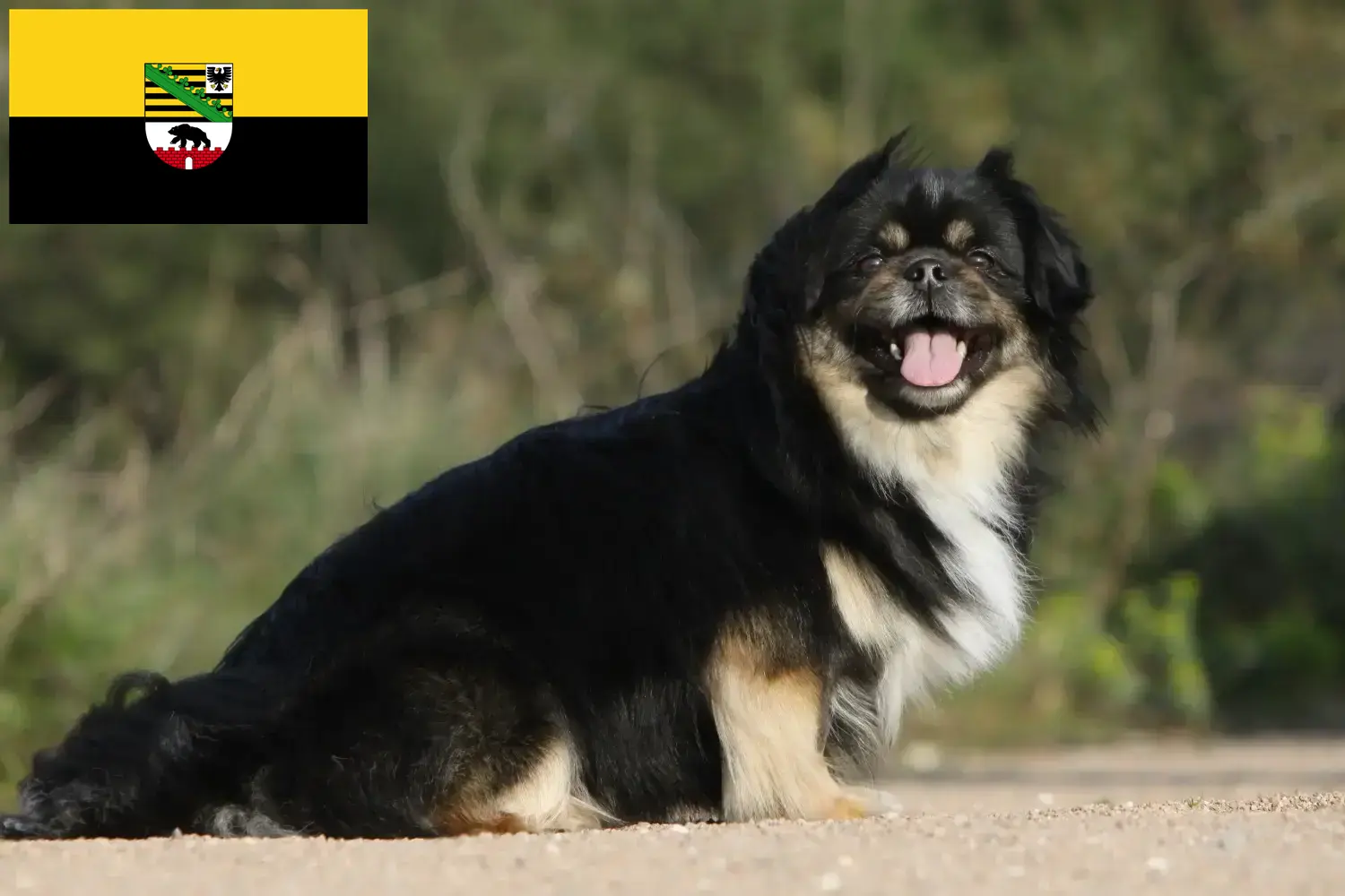 Read more about the article Criadores de Tibetan Spaniel e cachorros em Saxónia-Anhalt