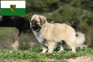 Read more about the article Criadores de Tibetan Spaniel e cachorros em Saxónia