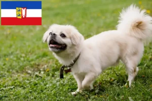 Read more about the article Criadores de Tibetan Spaniel e cachorros em Schleswig-Holstein