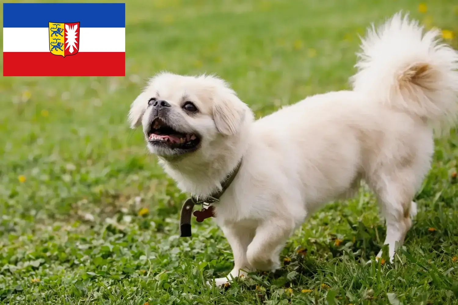 Read more about the article Criadores de Tibetan Spaniel e cachorros em Schleswig-Holstein