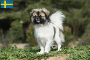 Read more about the article Criadores de Tibetan Spaniel e cachorros na Suécia