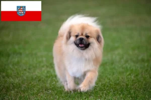 Read more about the article Criadores de Spaniel tibetano e cachorros em Thuringia