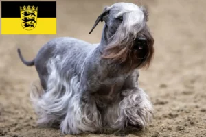Read more about the article Criadores de Terrier checo e cachorros em Baden-Württemberg