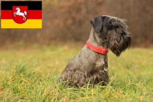 Read more about the article Criador de Terrier checo e cachorros na Baixa Saxónia
