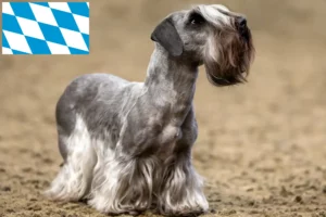 Read more about the article Criador de Terrier checo e cachorros na Baviera