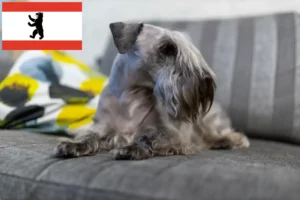 Read more about the article Criador de Terrier checo e cachorros em Berlim